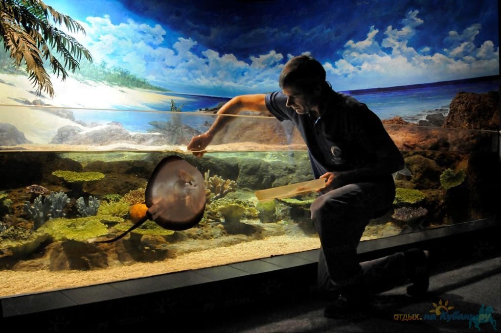 3 discovery world. Сочи Дискавери ворлд аквариум. Океанариум Дискавери Сочи. Океанариум Сочи Адлер. Океанариум в Адлере Sochi Discovery World Aquarium (Ленина, 219а/4) ⠀.